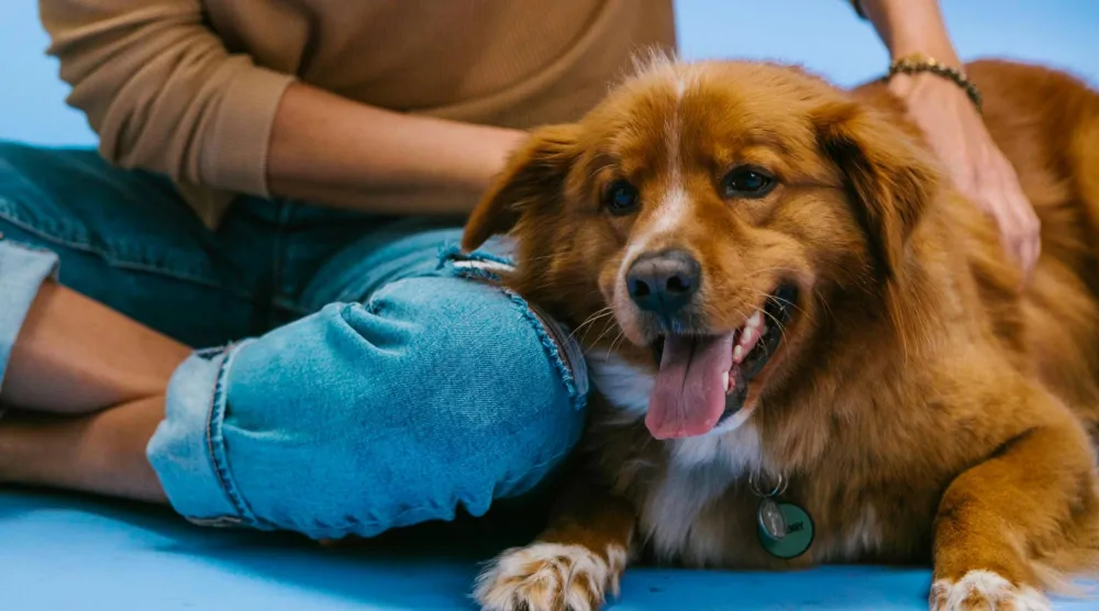 فقدان حيوان أليف كان أكثر إيلاماً لبعض الناس من وفاة أحد البشر (بيكسلز)