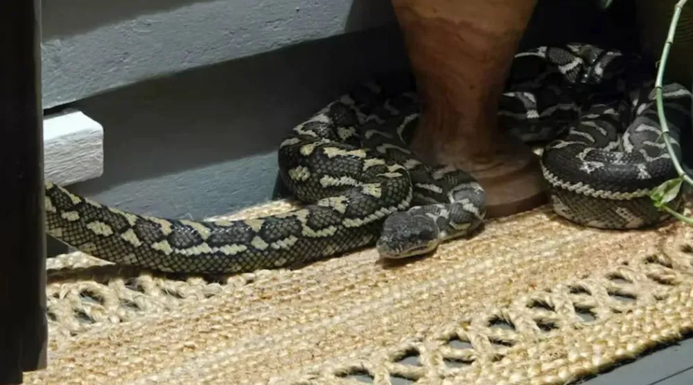 السرير تحوَّل إلى اختبار للأعصاب (إنستغرام)