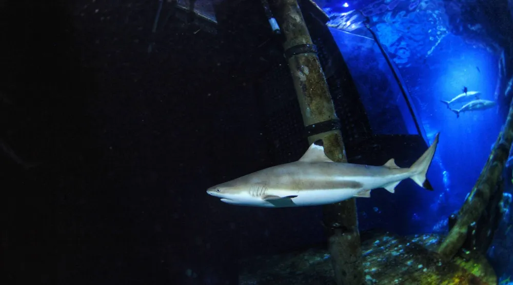 In this undated handout photo provided by Heinrich Heine University Duesseldorf in January 2026, a blacktip reef shark swims at Sealife Oberhausen in Oberhausen, Germany. (Maximilian Baum/Heinrich Heine University Duesseldorf via AP)