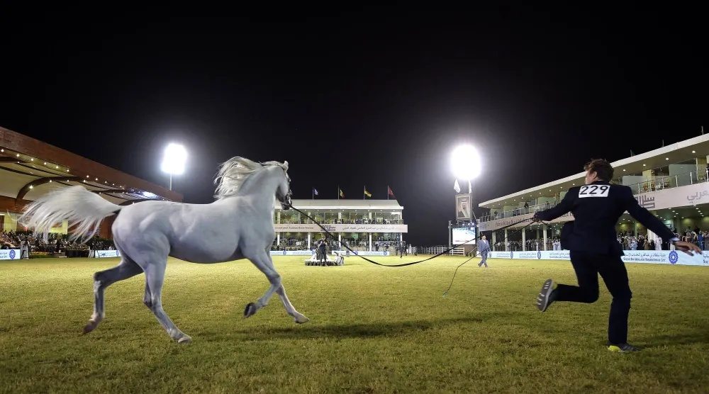من المنتظر أن يشهد المهرجان منافسات رفيعة المستوى في عروض جمال الخيل العربية بمشاركة 390 رأساً (الشرق الأوسط)