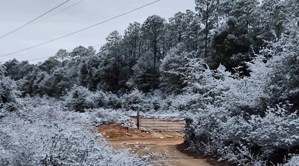 A rare snow is seen in Holt, Florida, on Sunday, Jan. 18, 2026. (Danielle Brahier via AP) 
