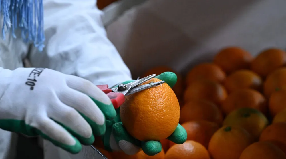 يعدّ البرتقال أحد أبرز مصادر فيتامين «د» (أ.ف.ب)