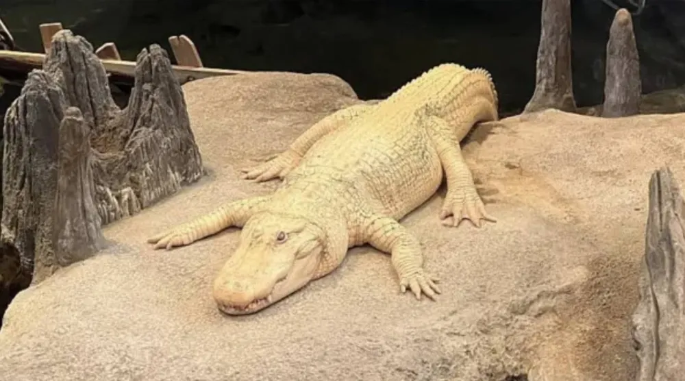 التمساح الذي أحبّته مدينة بأكملها (غيتي)