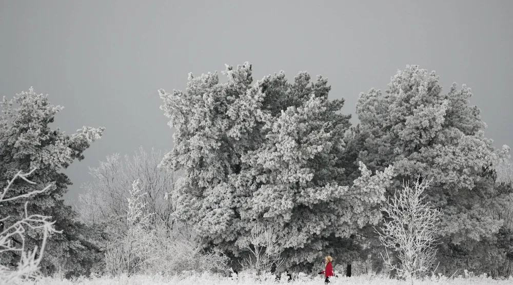 امرأة تمشي بين الأشجار المغطاة بالجليد في حديقة المدينة في تالين بإستونيا (أ.ب)