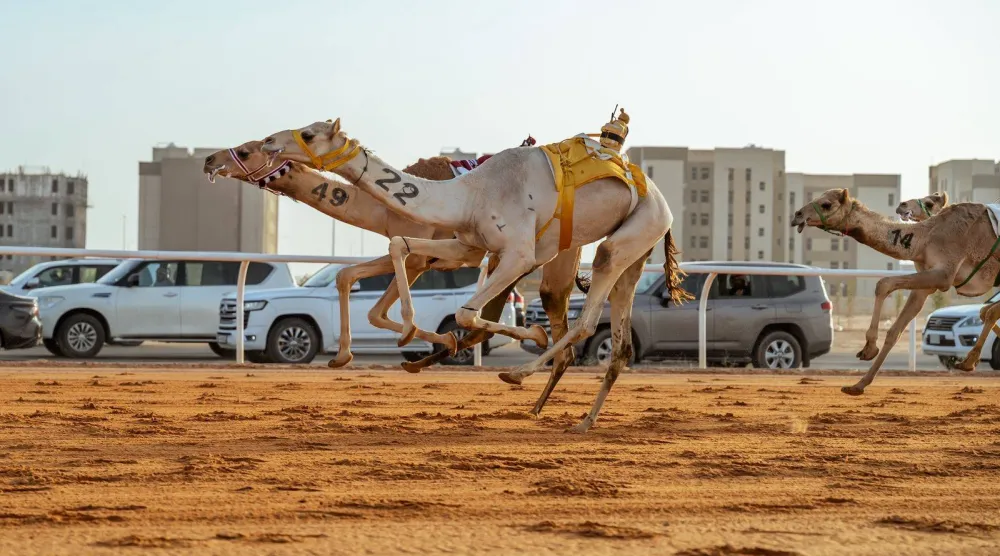 منافسات فئة «اللقايا» في أشواط مهرجان خادم الحرمين الشريفين للهجن 2026 (الاتحاد السعودي للهجن)