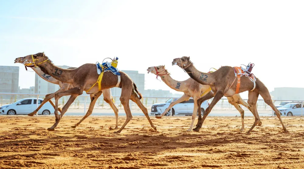 مهرجان خادم الحرمين الشريفين للهجن 2026 (نادي الإبل)