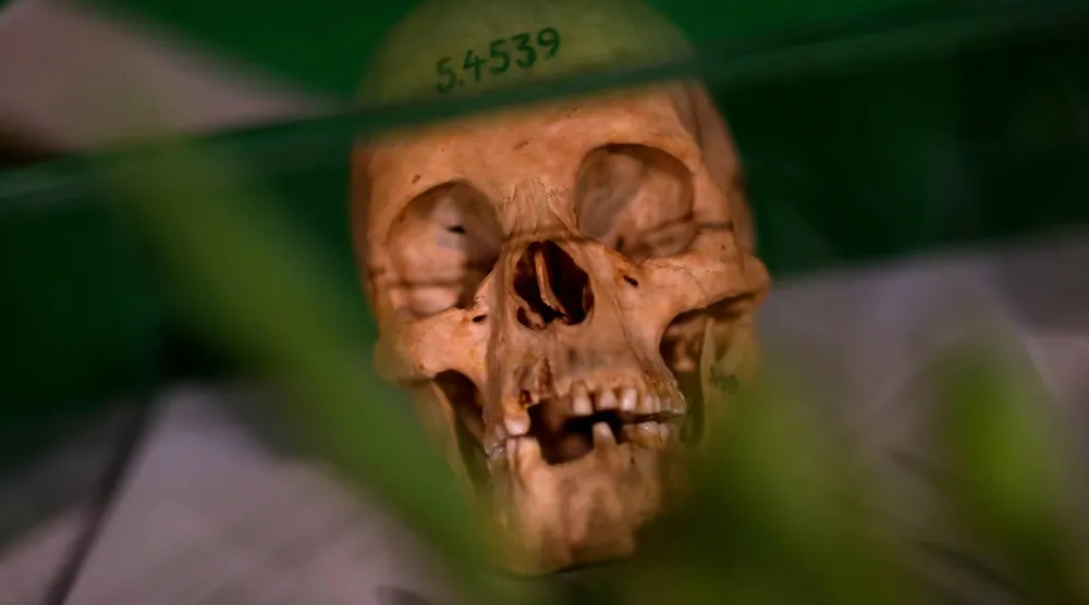 جمجمة بشرية معروضة خلال حفل في برلين بألمانيا 29 أغسطس 2018 (رويترز) 