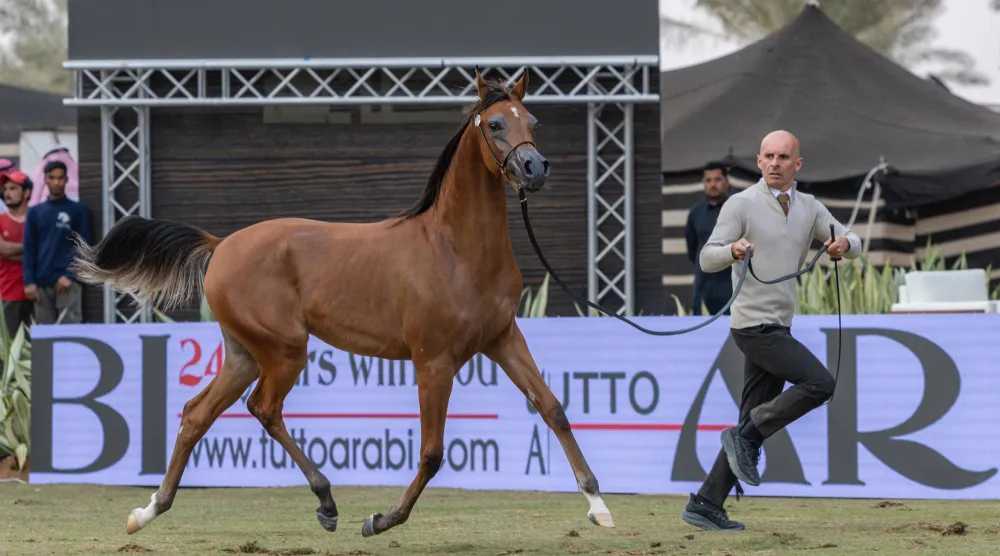 اليوم الأول للبطولة شهد منافسات رفيعة المستوى لأجود المهرات والأمهار (الشرق الأوسط) 