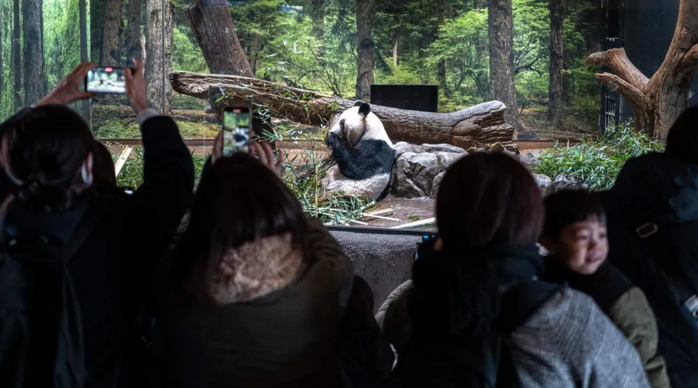 Lei Lei'nin yemek yemesine Tokyo'da son kez tanıklık edildi (AFP)