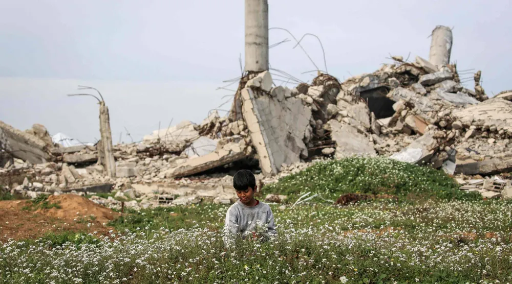 طفل فلسطيني يقطف زهوراً يوم الخميس من حقل قرب مبانٍ مدمرة في مخيم النصيرات شمال دير البلح وسط قطاع غزة (أ.ف.ب)