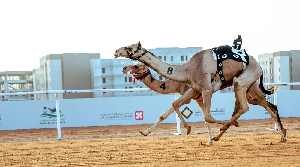 مشاركة دولية واسعة في مهرجان خادم الحرمين للهجن (الشرق الأوسط)