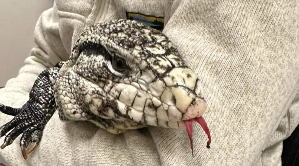 البياض أخفى معركة من أجل البقاء (مركز «نيو إنغلاند للحياة البرّية» على «إنستغرام»)