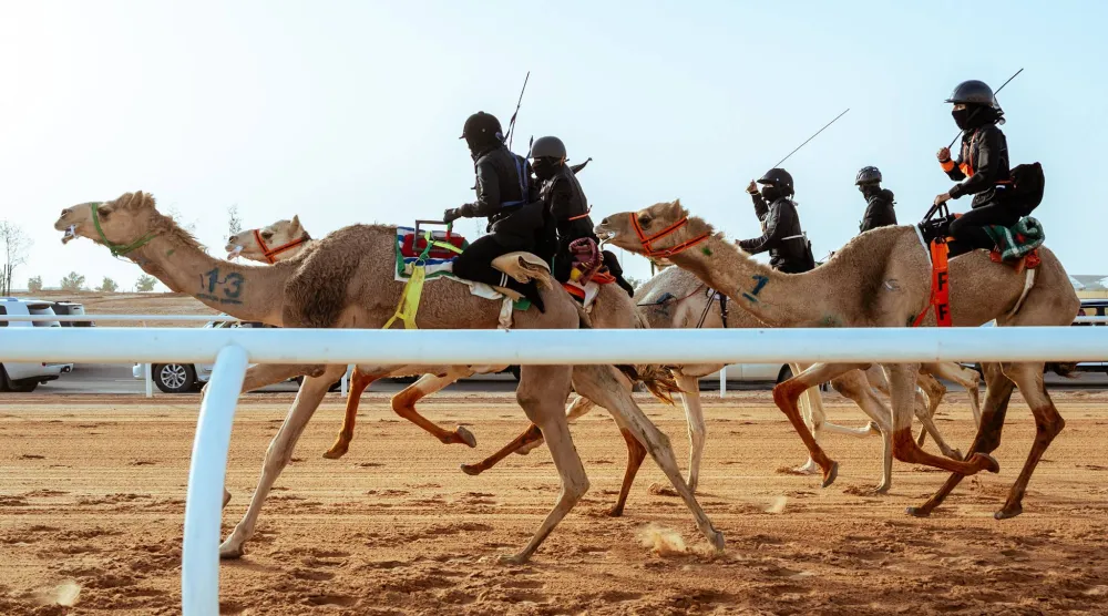 من سباق الهجانة لفئة السيدات (الشرق الأوسط)