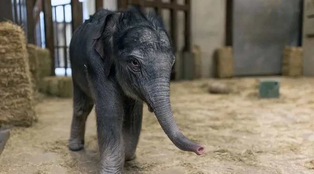 حياة جديدة تتعثَّر في خطواتها الأولى (حديقة حيوان سميثسونيان)