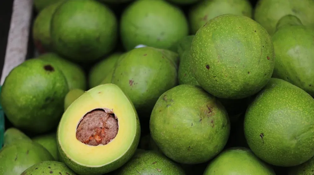 يُعدّ الأفوكادو غنياً بالألياف... ما يبطّئ عملية الهضم ويعزّز الشعور بالشبع لفترة أطول (بيكسباي)