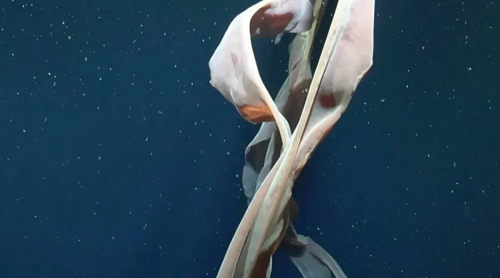 في عمق لا تبلغه الشمس تكشف الحياة عن وجوه غير متوقَّعة (معهد شميدت للمحيطات)