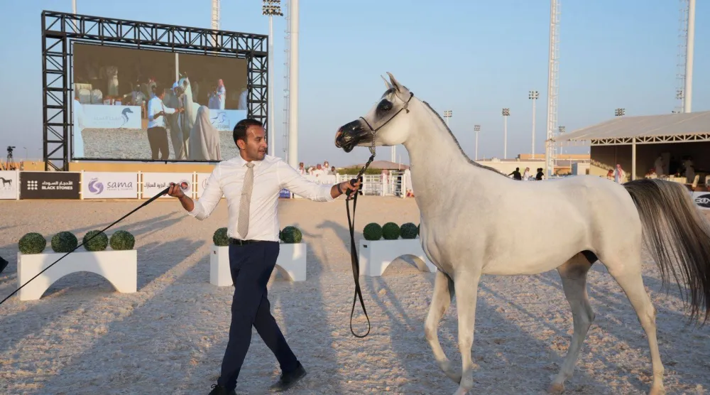تستعد الساحة الفروسية في المملكة العربية السعودية لانطلاق بطولة الإنتاج المحلي للخيل العربية الأصيلة (الشرق الأوسط)