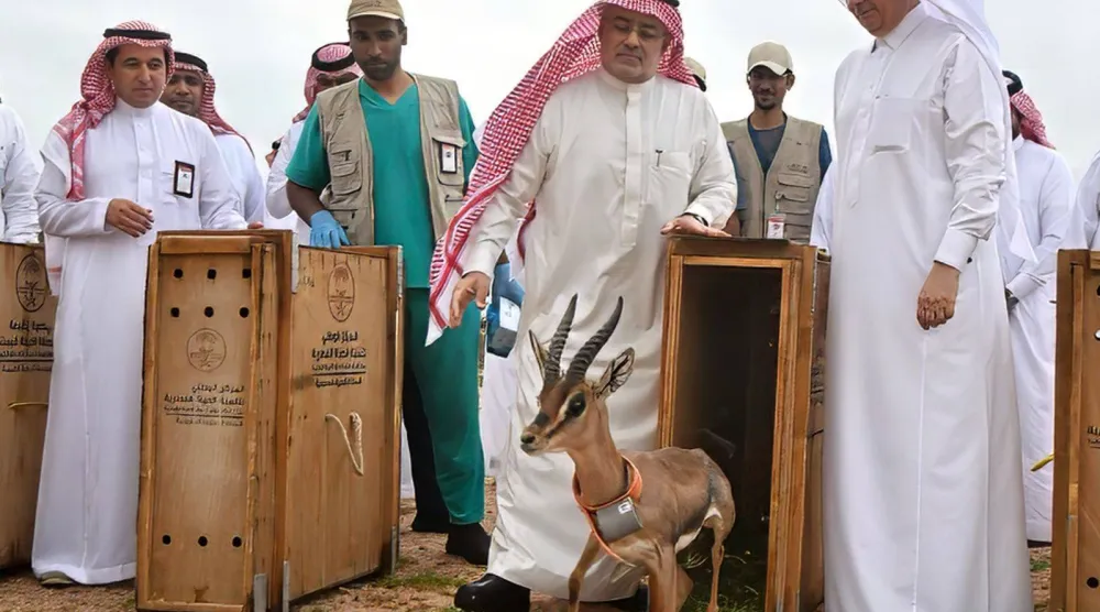 شملت الإطلاقات التي نفذها المركز خلال السنوات الماضية أكثر من 80 نوعاً من الأنواع الفطرية ذات الأولوية الوطنية (المركز الوطني لتنمية الحياة الفطرية)