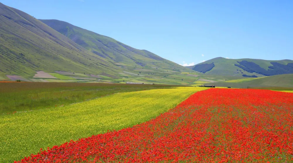 منظر عام للحقول المزهرة حول قرية كاستيلوتشيو دي نورسيا في منطقة أومبريا بإيطاليا - 17 يونيو 2024 (إ.ب.أ)