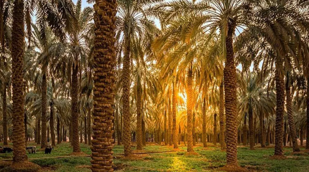 النشاط الزراعي في الدرعية شكّل الركيزة الأساسية لاقتصادات الدولة السعودية الأولى (وزارة السياحة)