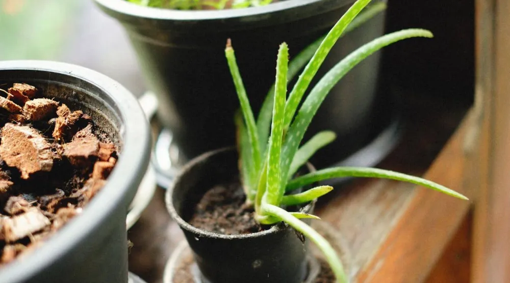 نبتة الآلوفيرا (بكسلز)