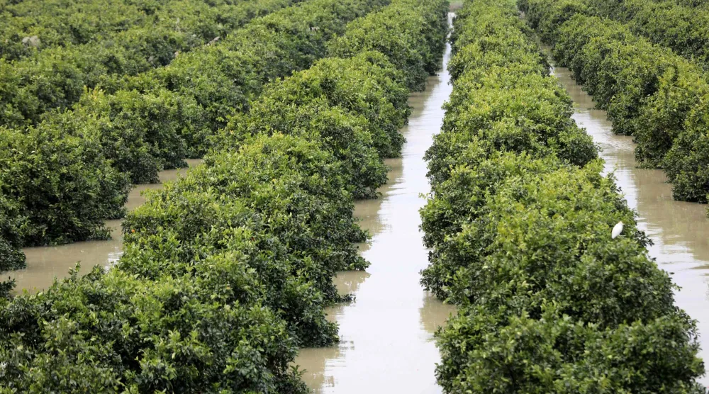 بستان من أشجار الحمضيات يغمره الفيضان في منطقة سيدي قاسم (أ.ف.ب)