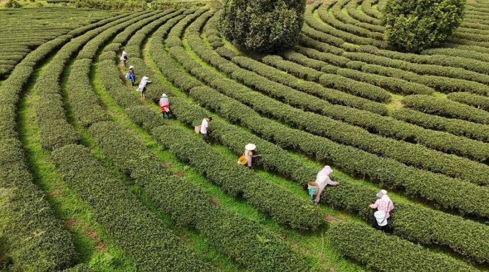 مزارعون يحصدون أوراق الشاي في الصين (إكس)