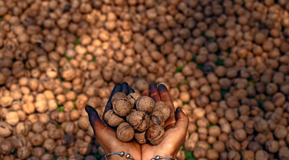 عرض جوز طازج مقطوف على مشارف سريناغار (أ.ف.ب)