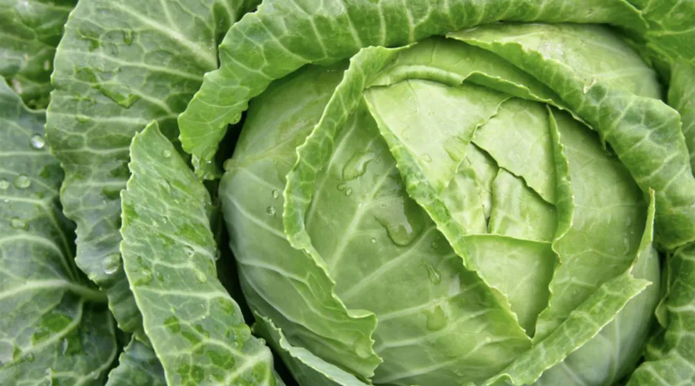 «الملفوف» قديم وغير عصري والآن أصبح رائجاً (غيتي)