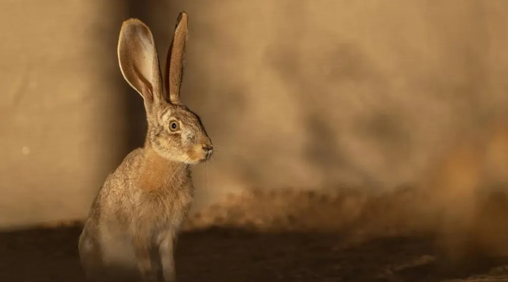 Twenty Arabian hares, carefully selected to boost genetic diversity, have been introduced through the reserve’s rewilding program. (SPA)