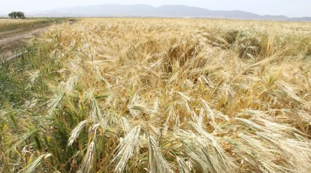 The previous harvest was 4.4 million tons, including 2.4 million tons of soft wheat (File Photo/AFP)