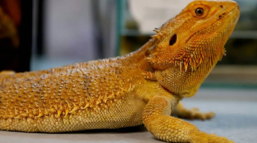 Investigators recovered 101 Australian reptiles from parcels destined for Hong Kong, South Korea, Sri Lanka and Romania. (AFP file)