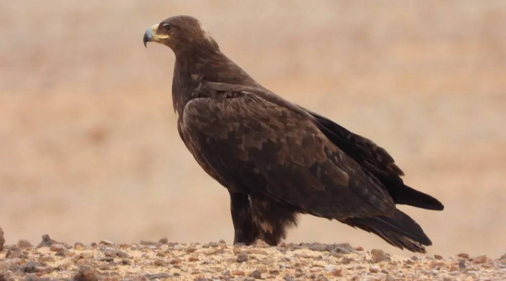 تضم المحمية منطقة رئيسية للتنوع البيولوجي معترفاً بها دولياً وفق المعايير الخاصة بالطيور (واس)