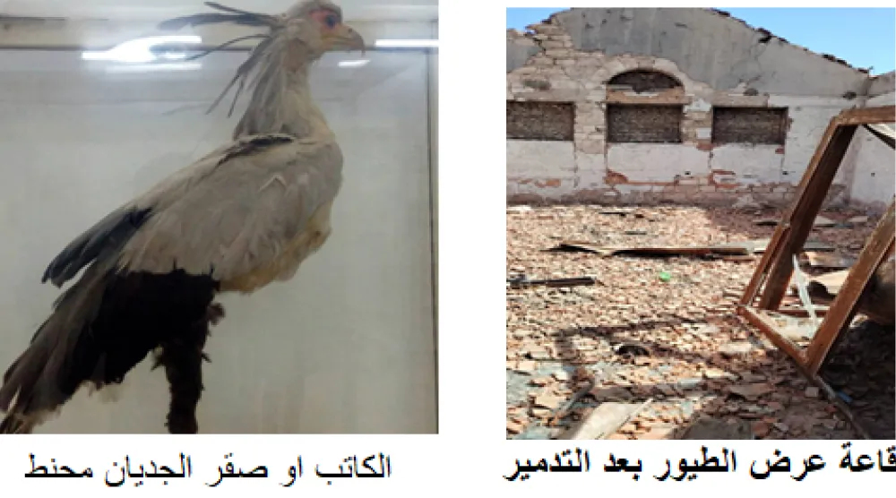 صقر الجديان محنّطاً (الشرق الأوسط) 