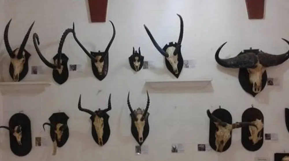 Skulls of several mammals before the destruction (Asharq Al-Awsat)