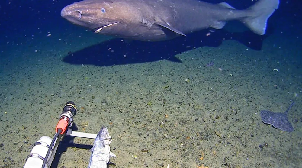 In this image made from video and released by the University of Western Australia, a sleeper shark swims into the spotlight of a video camera in Antarctica in January 2025. (Minderoo-UWA Deep-Sea Research Centre, Inkfish, Kelpie Geoscience via AP)