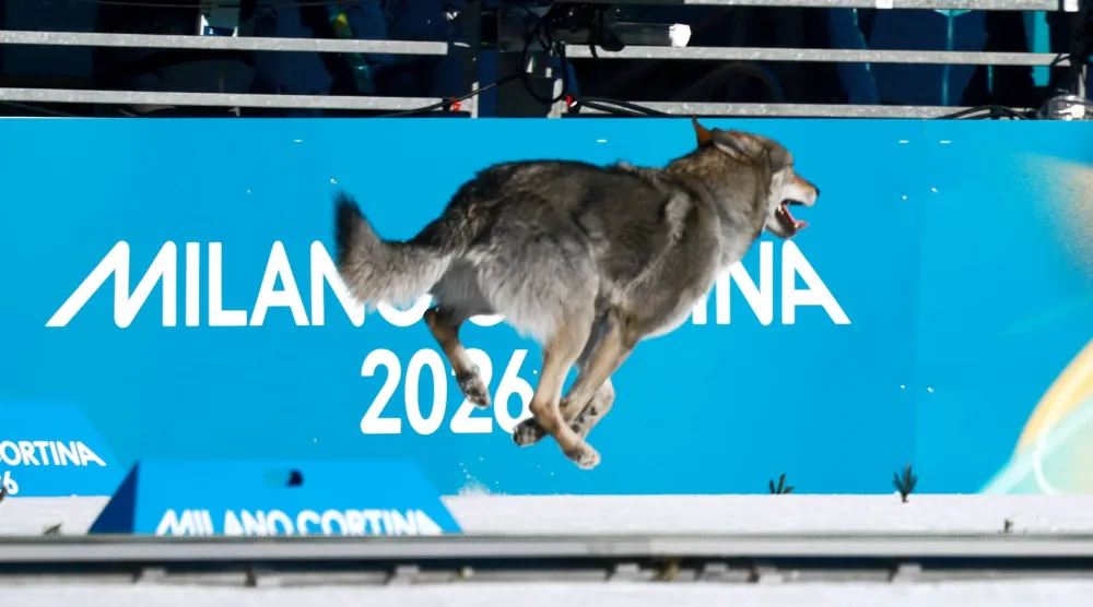 جانب من انطلاق كلب في محاولة لانتزاع ميدالية أولمبية غير متوقعة (إ.ب.أ)