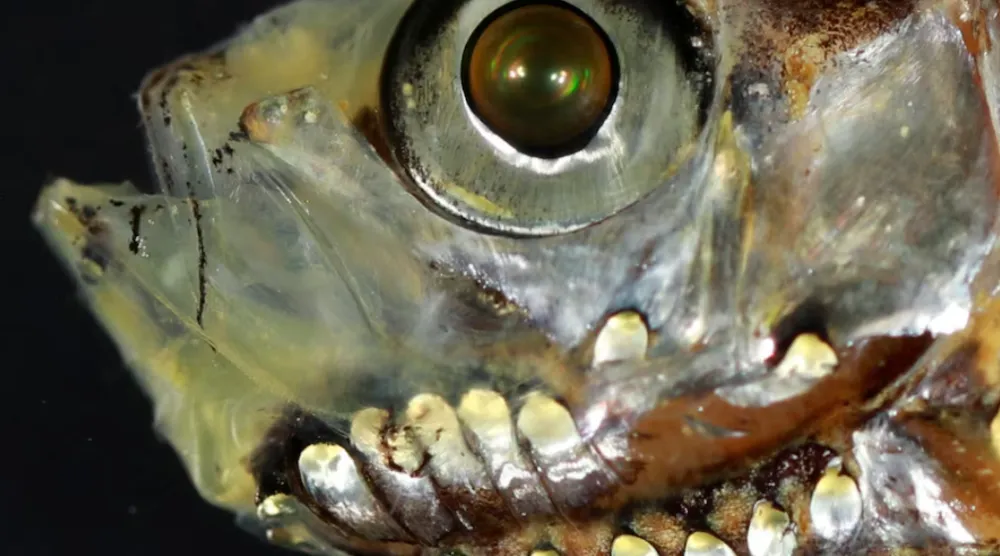 A close-up showing the shiny silver-green photophores (light organs) on the lower head of the deep-sea fish Maurolicus muelleri from the Red Sea, seen in this photograph released on February 11, 2026. Dr. Wen-Sung Chung/Handout via REUTERS