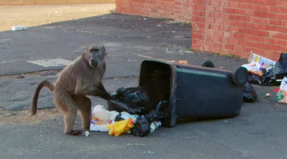 لقطة من فيديو تُظهر قرداً وهو يبحث عن الطعام داخل برميل نفايات