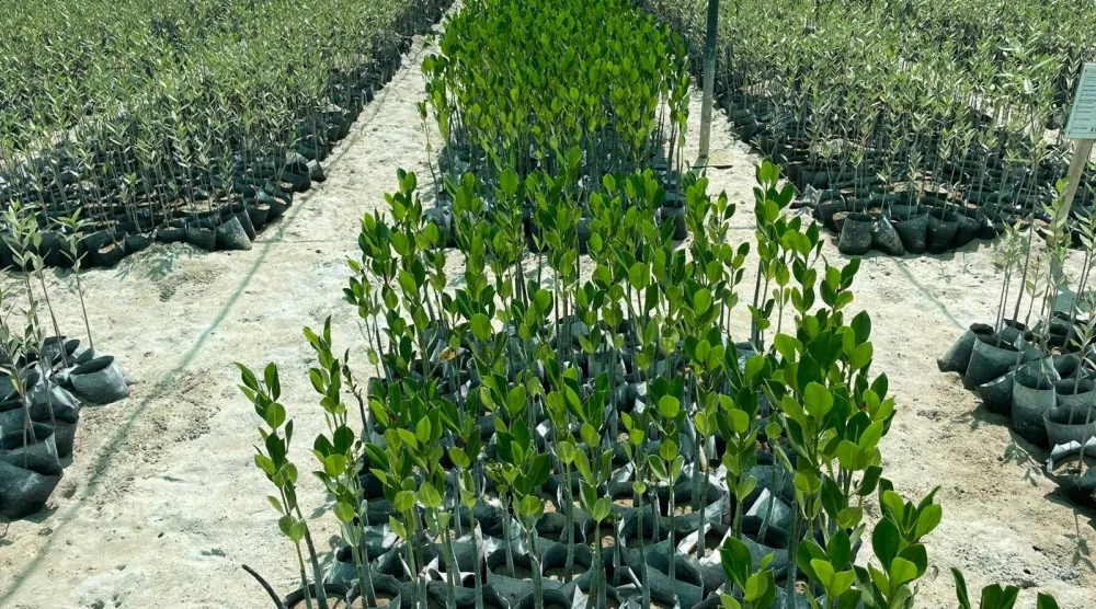 إتمام زراعة أكثر من 5 آلاف شتلة من أشجار المانغروف الحمراء النادرة في «بحيرة الوجه» (البحر الأحمر)