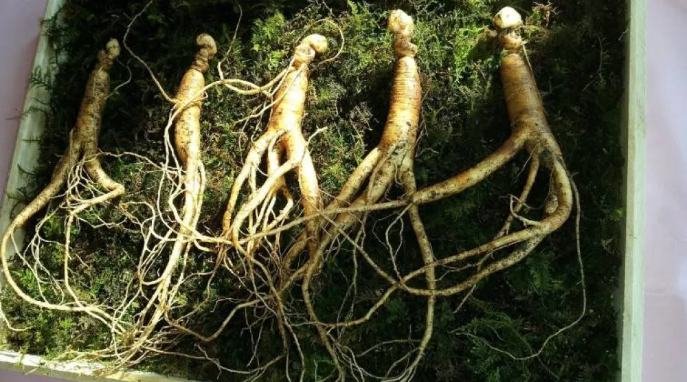 جذور الجينسنغ بعد حصادها (بكساباي)