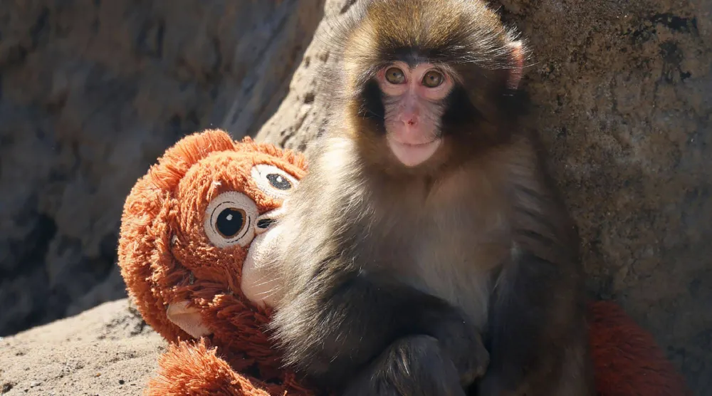 This photo taken on February 19, 2026 shows a seven month-old male macaque monkey named Punch, who was abandoned by his mother shortly after birth, sitting with a stuffed orangutan toy at Ichikawa City Zoo and Botanical Gardens in Chiba Prefecture. (AFP/Jiji Press)