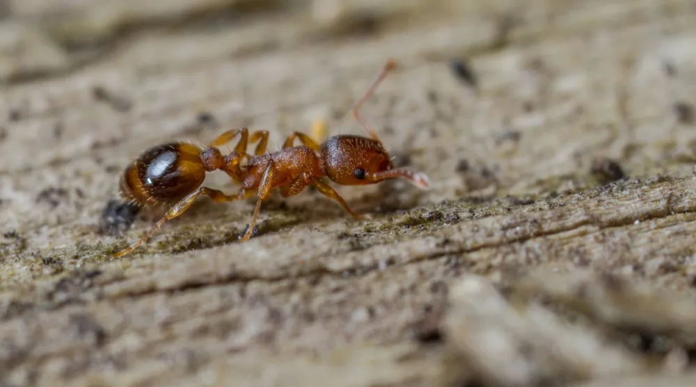 ملكات تولد من ملكة (شترستوك)