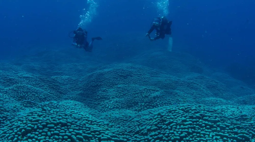 صوفي كالكوفسكي بوب ووالدتها جان بوب تغوصان لاستكشاف المستعمرة (منظمة «مواطنو الشعاب المرجانية»)