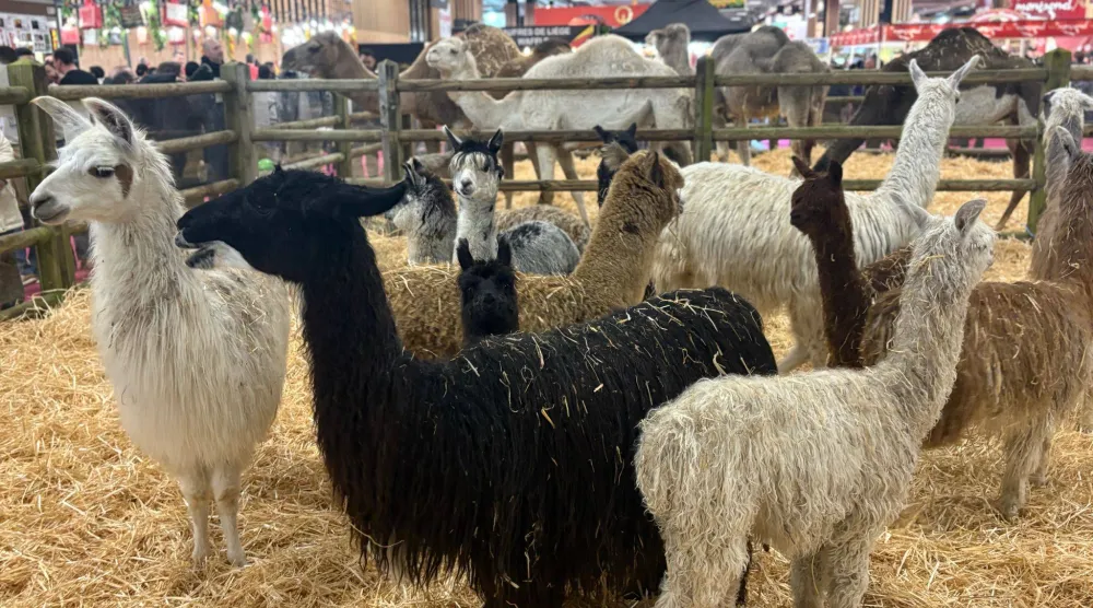 حيوانات تجتذب الصغار (الشرق الأوسط)