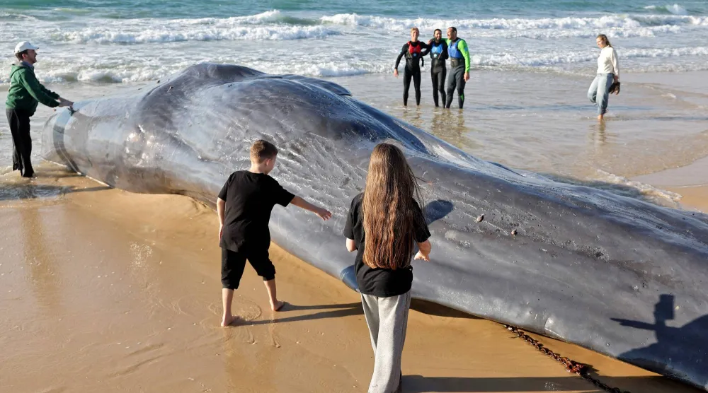 حوت عنبر جرفته الأمواج إلى شاطئ قرب ساحل مدينة غزة (أ.ف.ب)
