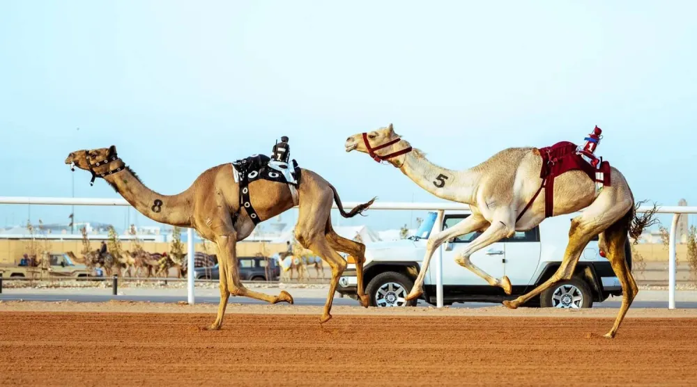 من منافسات مهرجان الملك عبد العزيز للهجن الذي أقيم مؤخراً في الرياض (الشرق الأوسط) 