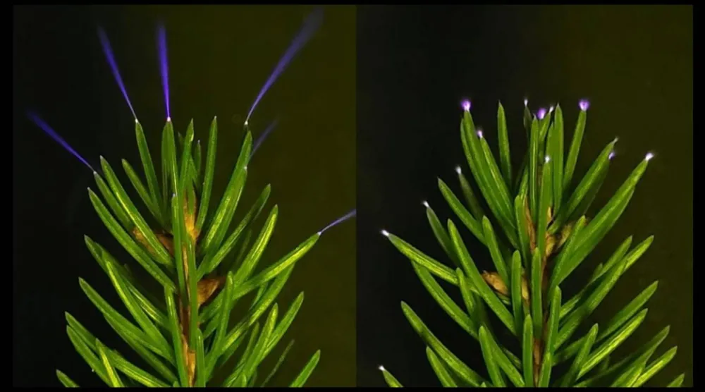Laboratuvarda yüklü metal plakalar kullanılarak ladin ağaçlarında ışık huzmeleri oluşturuldu (William Brune)