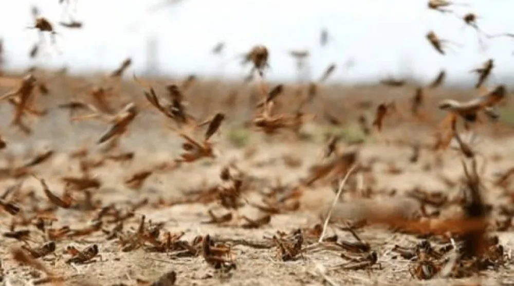 استعدادات في الجزائر للتصدي لغزو الجراد (الإذاعة الحكومية الجزائرية)