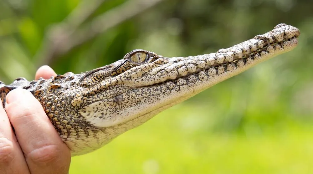 In this photo provided by Australian Reptile Park, its manager Billy Collett holds a freshwater crocodile caught in a creek near Newcastle, Australia, Monday, March 2, 2026. (Chloe Burgess-Jones/Australian Reptile Park via AP) 